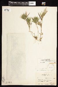 Dichanthelium acuminatum subsp. columbianum image