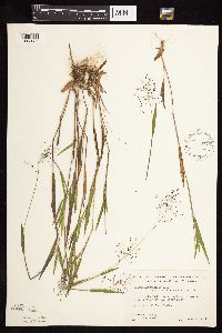 Dichanthelium lanuginosum image