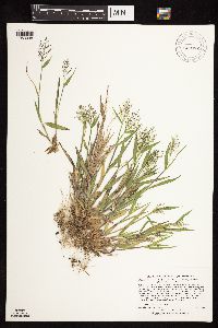 Dichanthelium acuminatum image