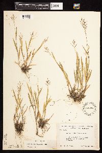 Dichanthelium acuminatum subsp. columbianum image
