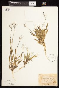 Dichanthelium subvillosum image