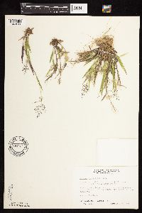 Dichanthelium subvillosum image