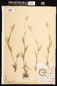 Dichanthelium acuminatum subsp. fasciculatum image