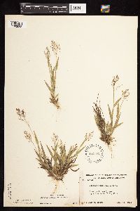 Dichanthelium subvillosum image