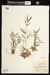 Dichanthelium acuminatum subsp. fasciculatum image