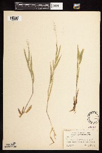 Dichanthelium acuminatum subsp. fasciculatum image