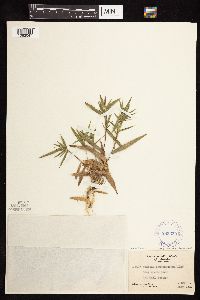 Dichanthelium acuminatum subsp. fasciculatum image