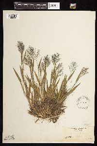 Dichanthelium acuminatum subsp. fasciculatum image