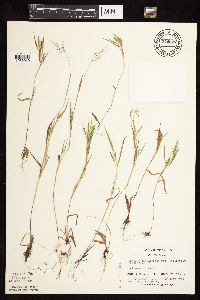 Dichanthelium acuminatum subsp. implicatum image