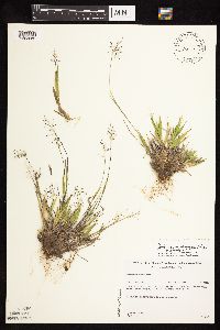 Dichanthelium subvillosum image