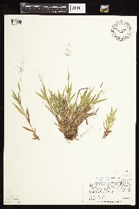 Dichanthelium acuminatum subsp. implicatum image