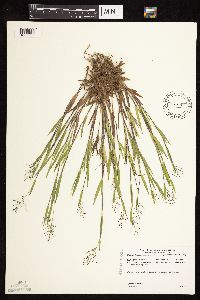 Dichanthelium acuminatum subsp. implicatum image