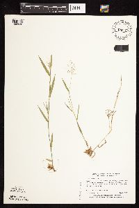 Dichanthelium acuminatum image