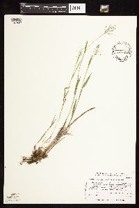 Dichanthelium acuminatum subsp. implicatum image