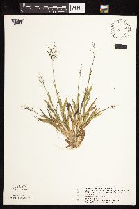 Dichanthelium subvillosum image