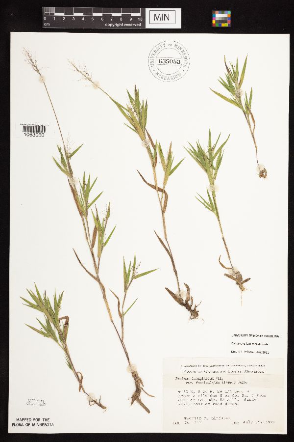 Dichanthelium acuminatum subsp. columbianum image
