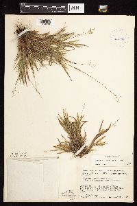 Dichanthelium acuminatum image