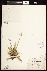 Dichanthelium acuminatum image