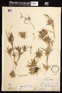 Dichanthelium acuminatum subsp. columbianum image