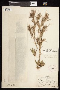 Dichanthelium acuminatum subsp. columbianum image
