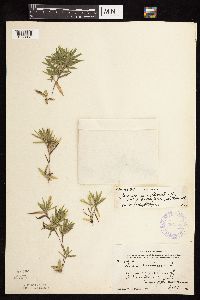 Dichanthelium acuminatum subsp. columbianum image