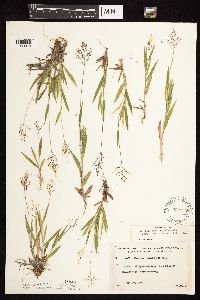 Dichanthelium subvillosum image