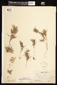 Dichanthelium acuminatum subsp. columbianum image
