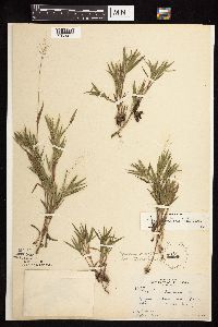 Dichanthelium acuminatum subsp. columbianum image