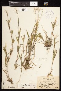 Dichanthelium acuminatum subsp. columbianum image