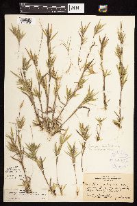 Dichanthelium acuminatum subsp. columbianum image