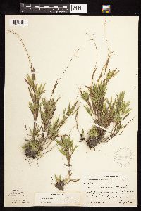 Dichanthelium acuminatum image