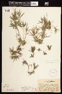 Dichanthelium acuminatum subsp. columbianum image