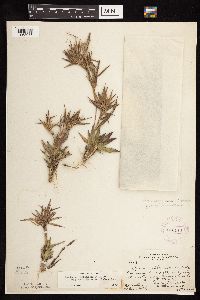Dichanthelium acuminatum subsp. columbianum image