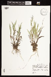 Dichanthelium acuminatum image