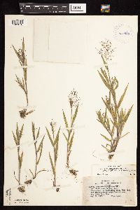 Dichanthelium acuminatum image