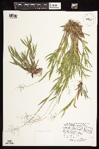 Dichanthelium acuminatum image
