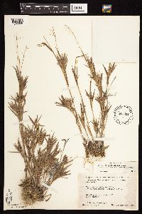 Dichanthelium acuminatum subsp. implicatum image