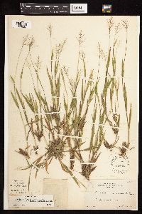 Dichanthelium acuminatum image