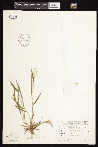 Dichanthelium acuminatum subsp. implicatum image