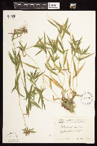 Dichanthelium acuminatum subsp. implicatum image