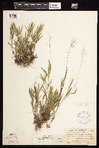 Dichanthelium acuminatum subsp. implicatum image