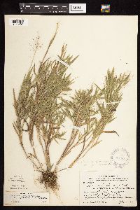 Dichanthelium acuminatum subsp. implicatum image