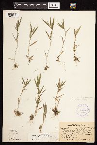 Dichanthelium acuminatum image