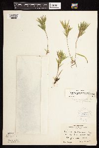 Dichanthelium acuminatum subsp. implicatum image