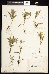 Dichanthelium acuminatum image