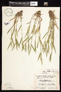 Dichanthelium acuminatum image