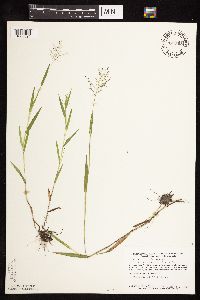 Dichanthelium acuminatum subsp. implicatum image