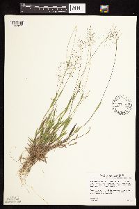 Dichanthelium acuminatum subsp. implicatum image