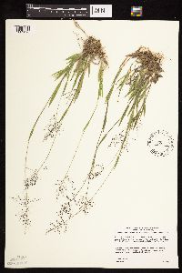 Dichanthelium acuminatum subsp. implicatum image