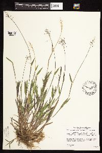 Dichanthelium acuminatum subsp. implicatum image